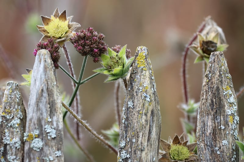 Enchanted Garden Blooms