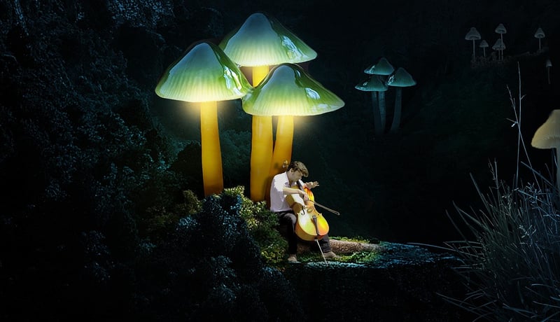 Enchanted Music Performances